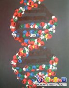 為寶寶解說DNA與生男生女的關(guān)系