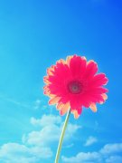 女性懷孕后養(yǎng)殖花草好嗎？