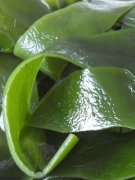 產(chǎn)婦吃什么蔬菜好